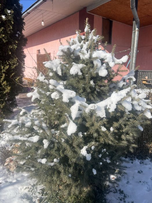 Продам зеленые пышные елки!