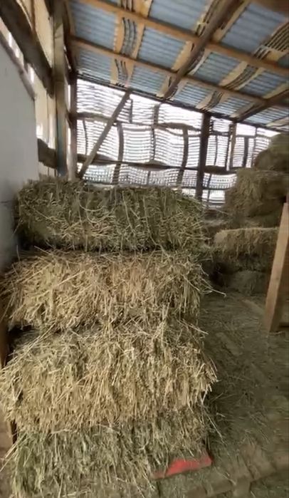 Продам тюки сена! Клевер люцерна! Каскелен!