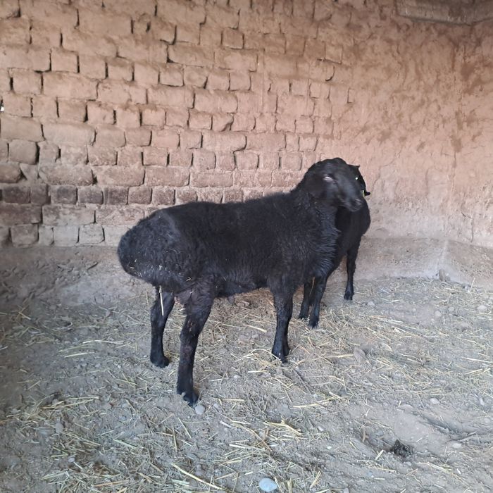 Кошкар Токты семиз.