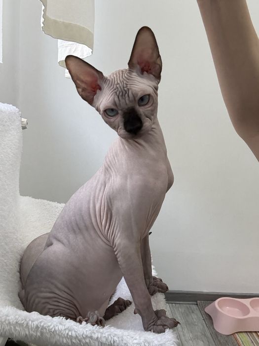 Pui Sphynx Canadian disponibili/felisa inregistrata la TICA