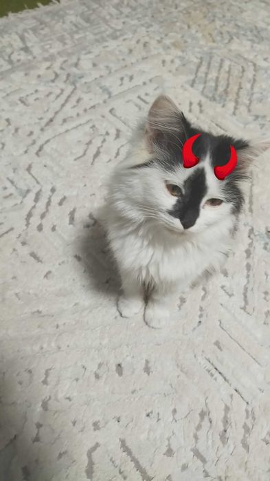 Кошка породистая