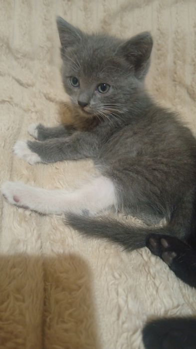 Отдам котят в добрые руки