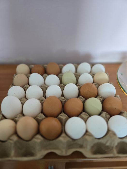 Яйца  домашние..