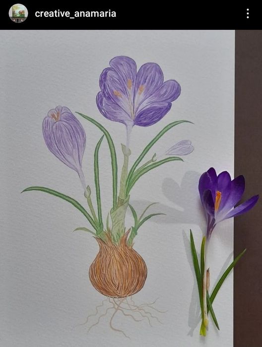 Ilustratii în acuarela