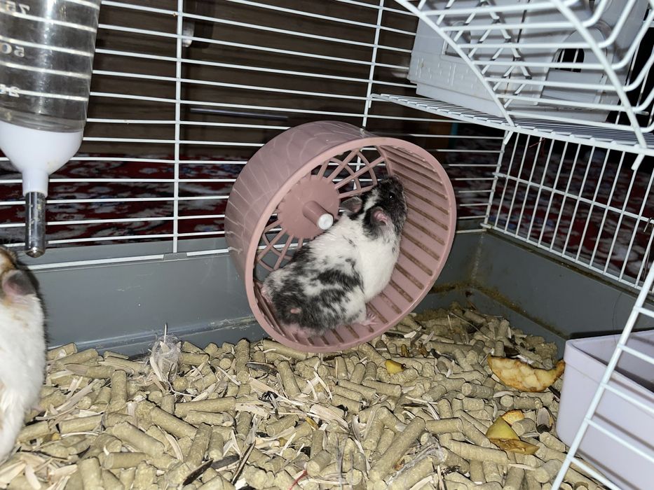 Продаётся Хомяки 3 (Джунгарские) 1 Самец и 2 Сомца (С Клетком)