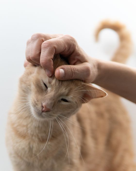 Кроткият Сид търси дом, кастриран