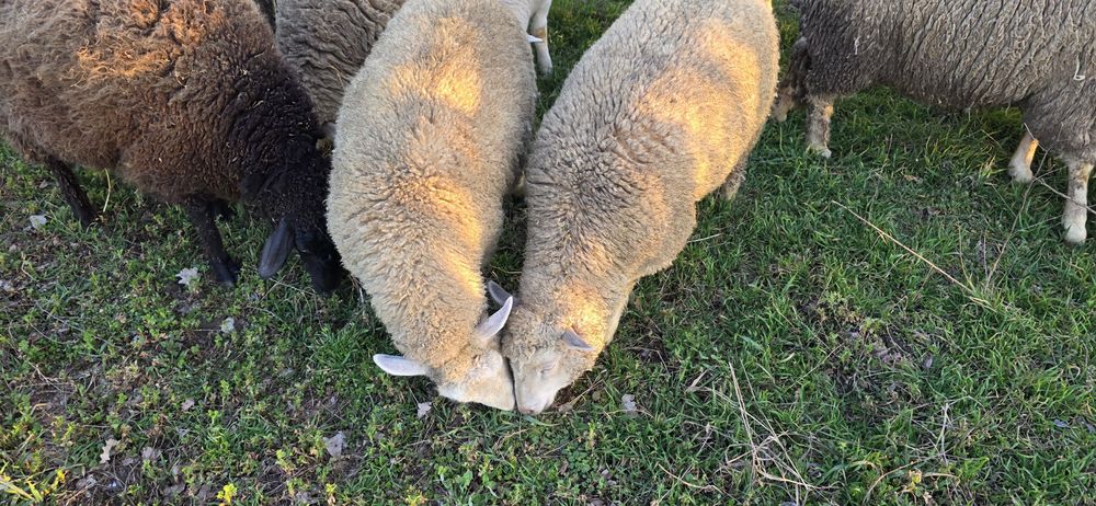 Mielute metis de texel si melinos