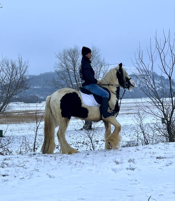 Cal Gipsy Vanner echitatie calarie