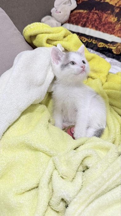 Котенок мальчик
