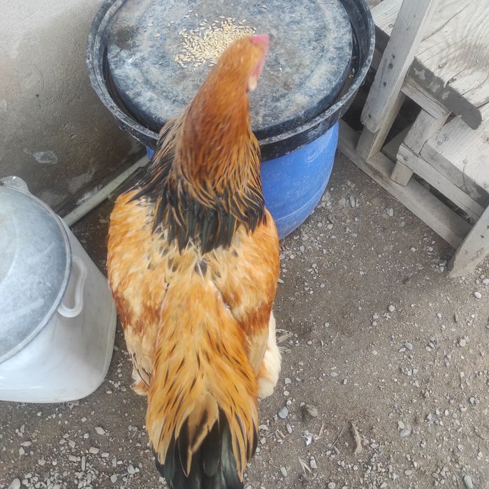 Продам петуха брама палевый