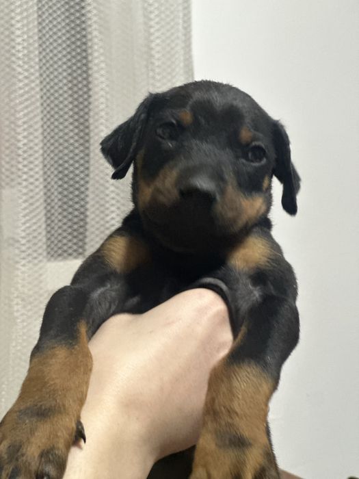 Чистокровные щенки добермана