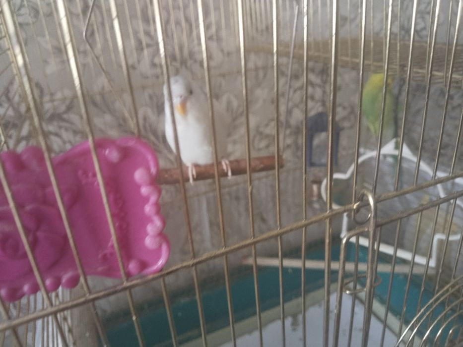 Попугаи с клеткой.