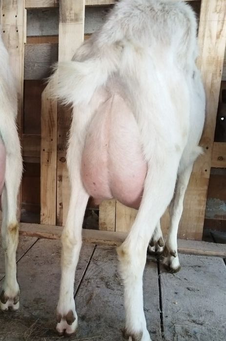 De vânzare capra saanen