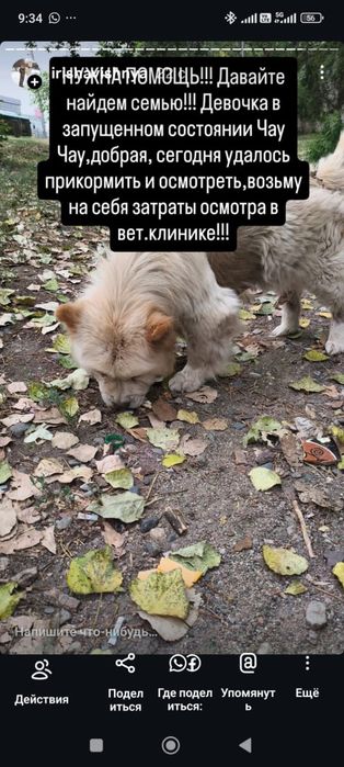 Отдам в добрые руки