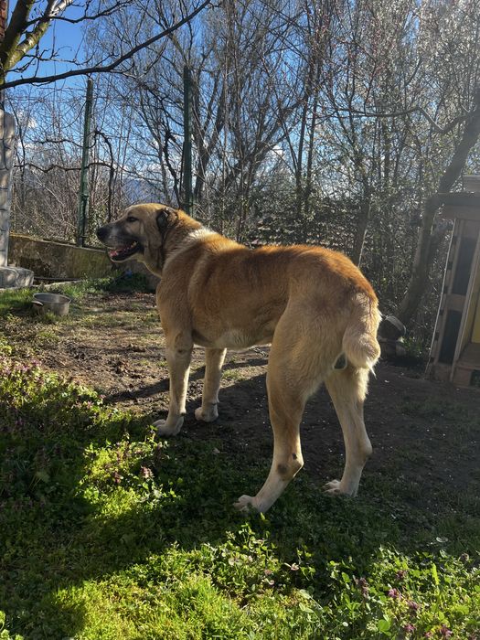 Куче алабай.           .