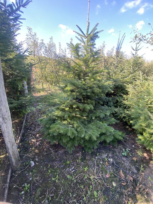 Brad de craciun /nunta ,crengute brad , brad argintiu molid,douglas