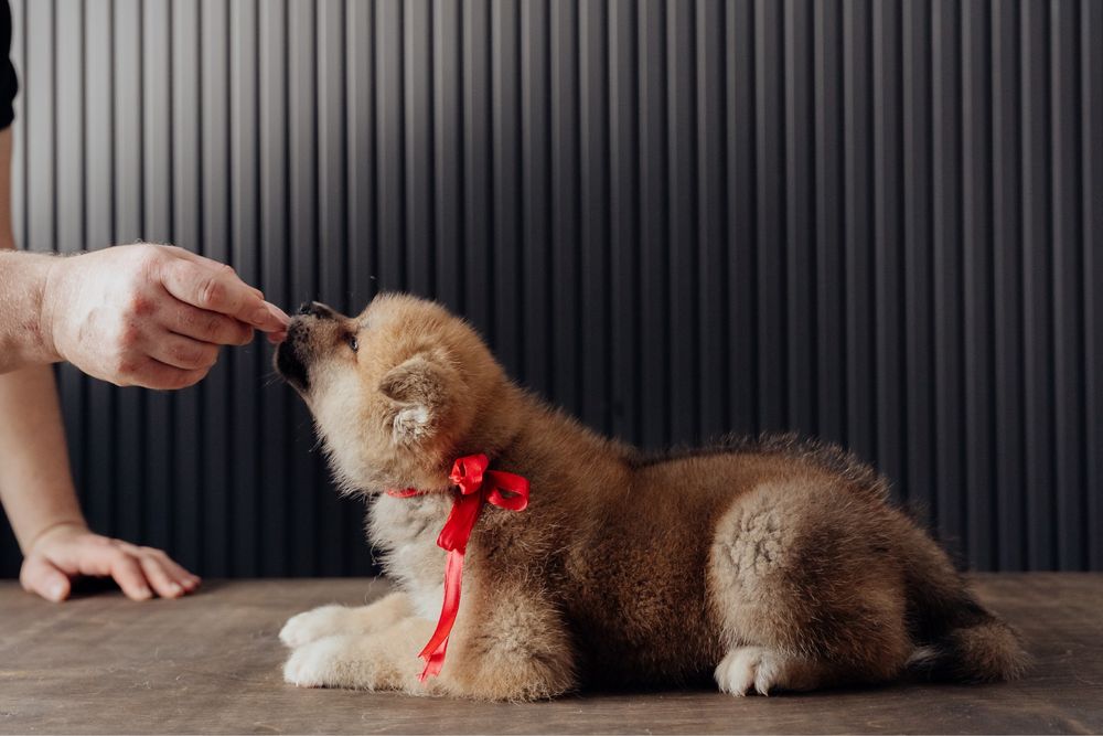 Щенки Акита Ину (хатико)