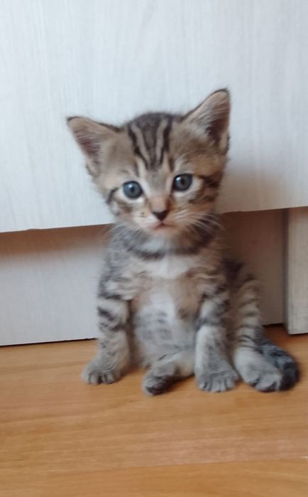 Отдадим котят в добрые руки
