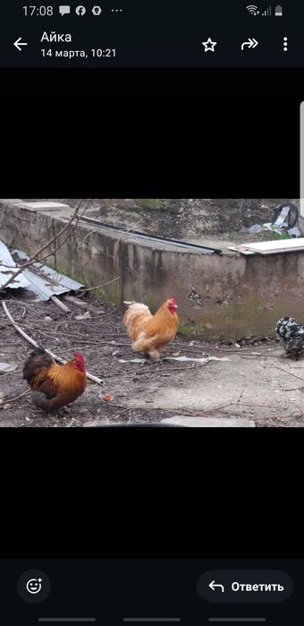 Петухи кокинхин !!!