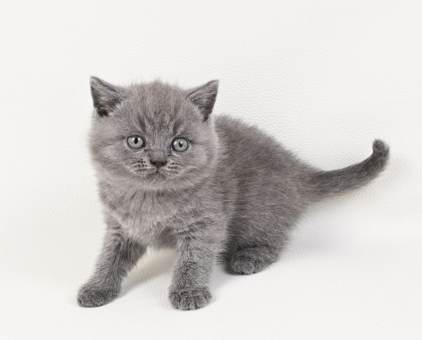 Pisoi British Shorthair colour blue cu pedigree