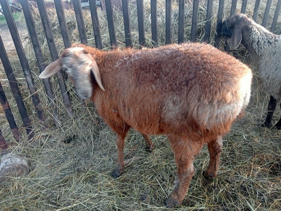 Кошкар на обмен поменять кровь