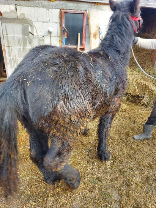 Vand un mânz. Frumos din părinți buni