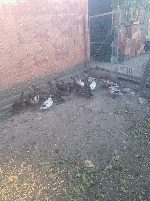 Vând tineret de anul acesta rațe sălbatice și rata pitic olandez