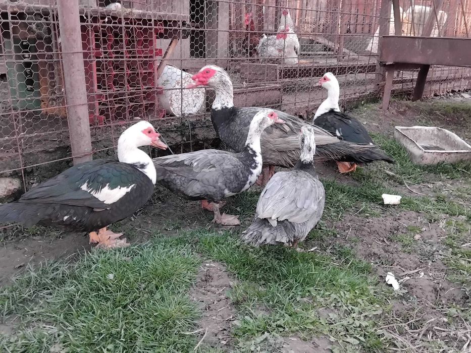 Rate lesesti familie