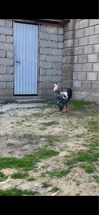 брама петух срочно продаётся