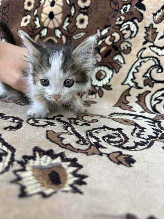 Котенок бесплатно