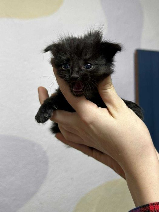 Срочно отдам котят