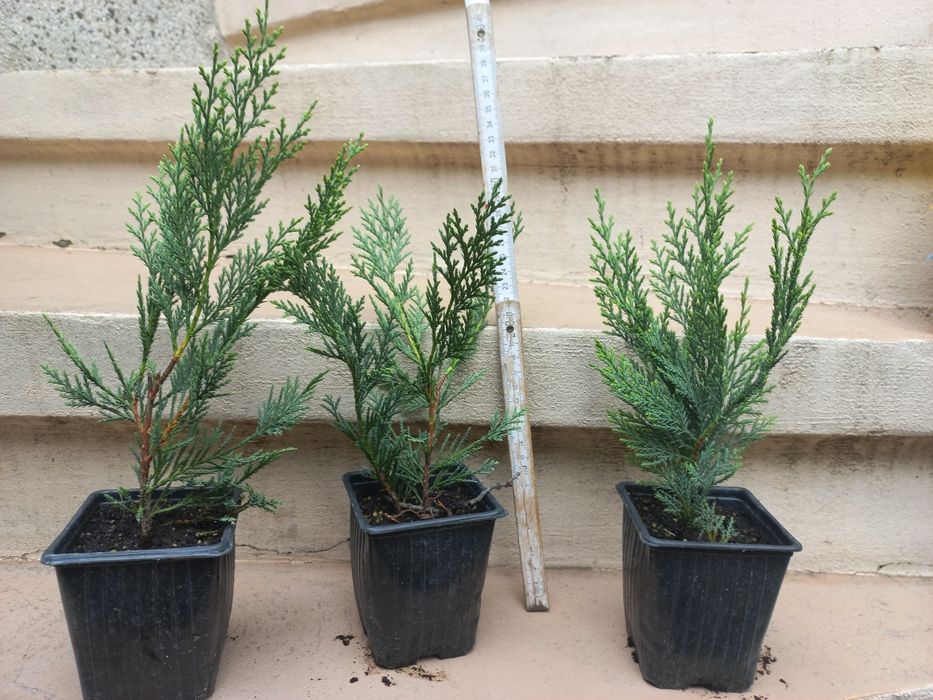 Разсад ТУЯ СМАРАГД и др. вечнозелени растения