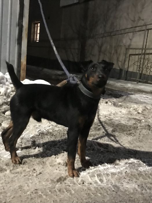 Продам ягдтерьер щенок