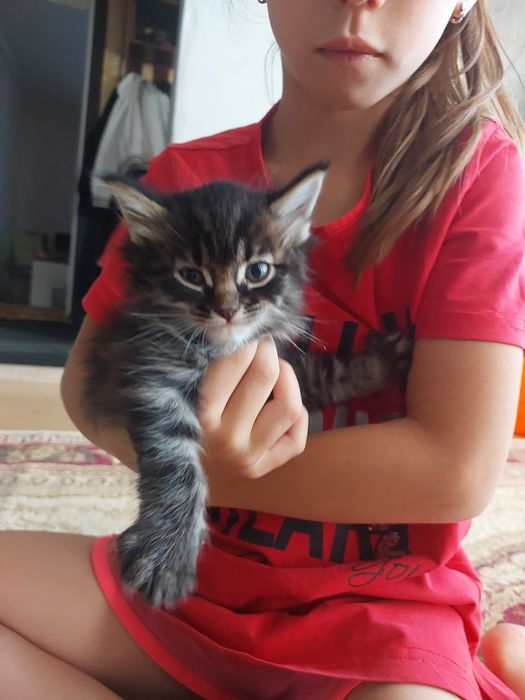Отдам котят в добрые руки