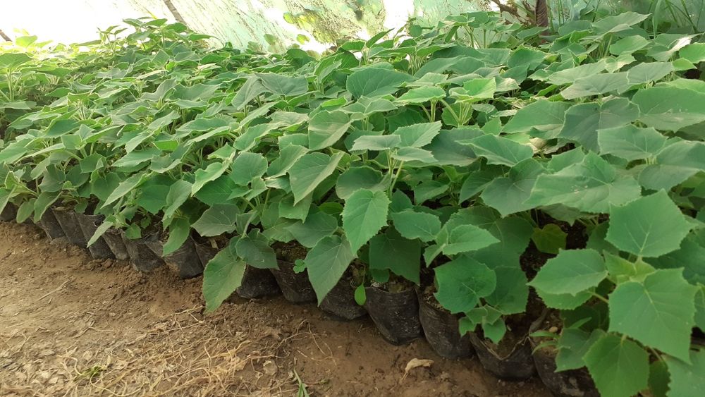 Павлоня каламча нихоллари шантон  гибрид