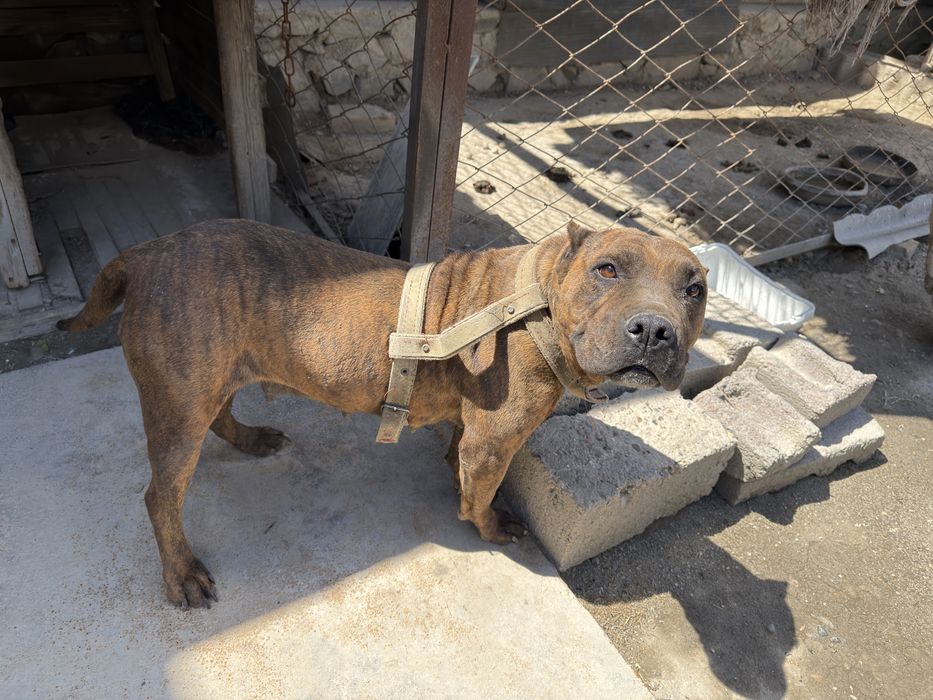 Amerikanskiy Pitbull