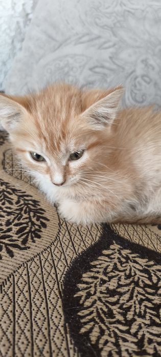 Отдам котёнка мальчик
