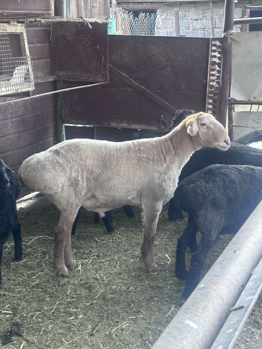 Продается кошкар