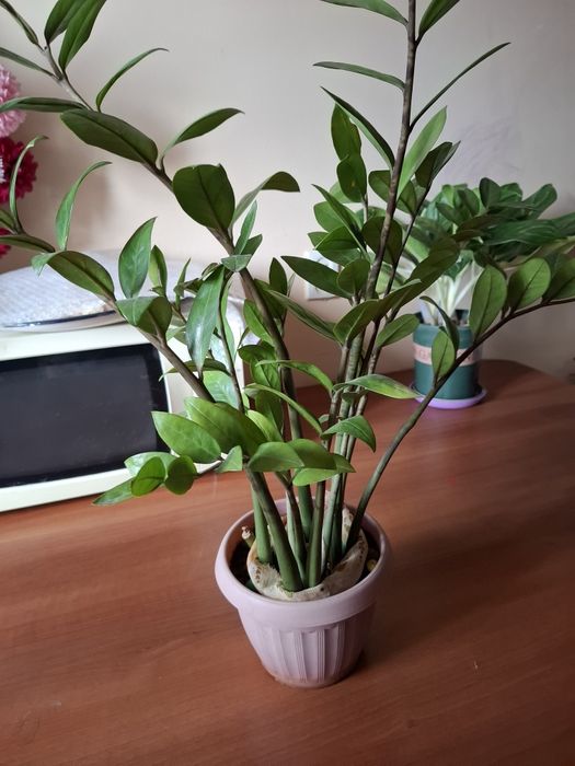 Үй гулдері сатылады