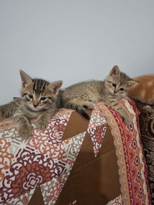 Отдам котят в хорошие руки