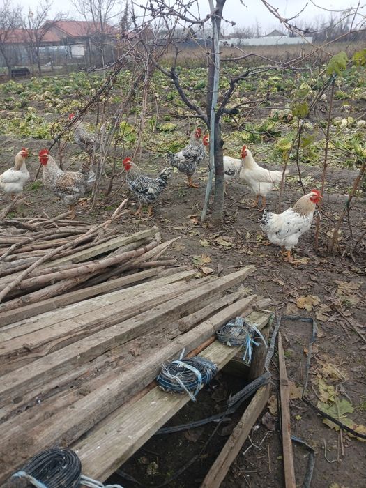 Pasari( cocoși  din luna mai)