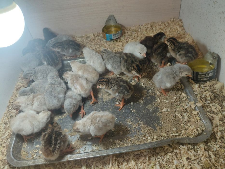 Продам цепленка сицарок