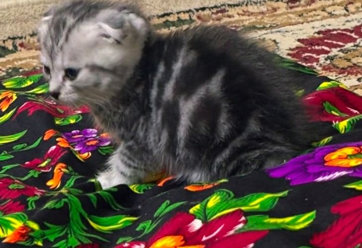 Продам котят породы Шотландского вислоухового