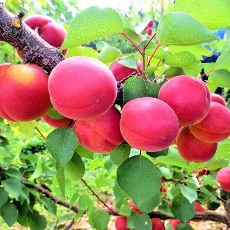 Cais ( Soiul Cireașa Sunrosso ) la ghiveci