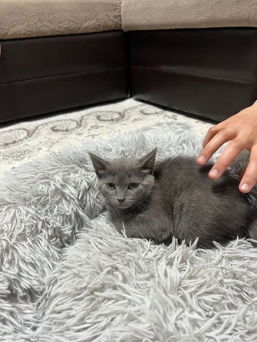 Британский котенок