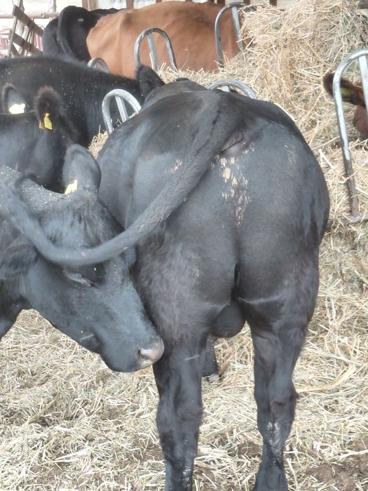 Tauri angus de vanzare
