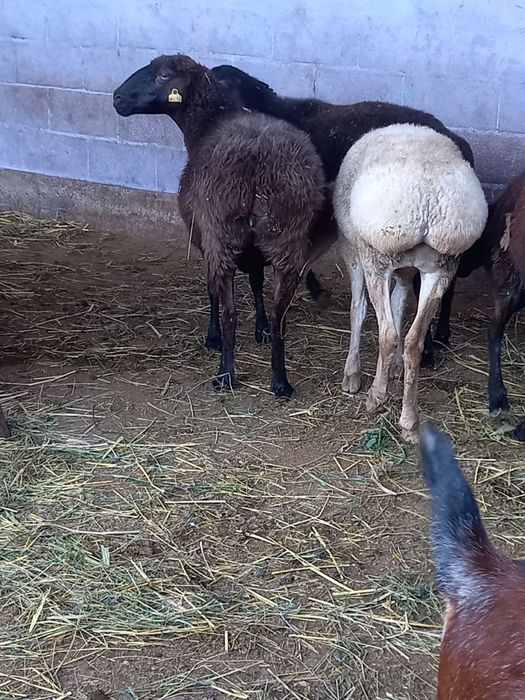 Продам бараннннн