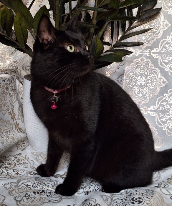 Подари Шейле семью