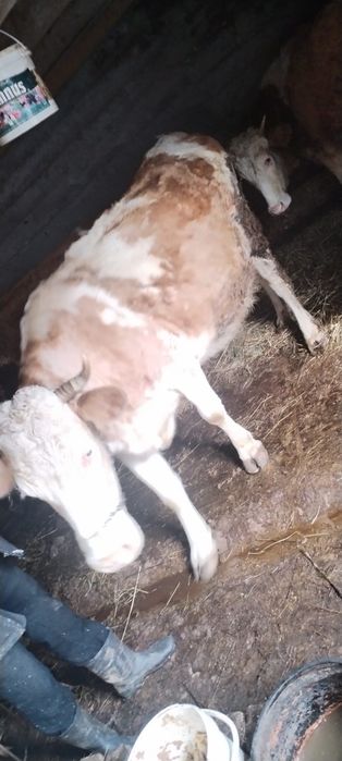 Vând Vacă Bălțată Românească Gestantă