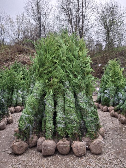 Vând lemn câines și tuia Leylandii chiparos pentru gard viu